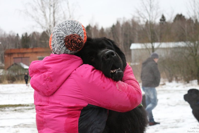 Фото: Oksana SHevchuk (Оксана Шевчук), ньюфаундленд Chisty Brilliant Amigo (Чистый Бриллиант Амиго)