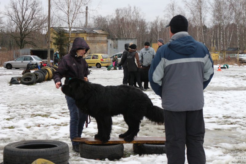 Фото: YUliya YAkusheva (Юлия Якушева), ньюфаундленд Beguschaya po Volnam CHicharitto (Бегущая по Волнам Чичаритто)