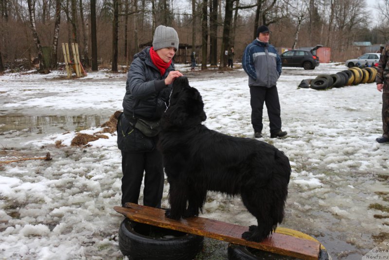 Фото: Larisa Kutina (Лариса Кутина), ньюфаундленд Belkonder-Club Ugli-Boogli (Белкондер-Клаб Угли-Бугли)