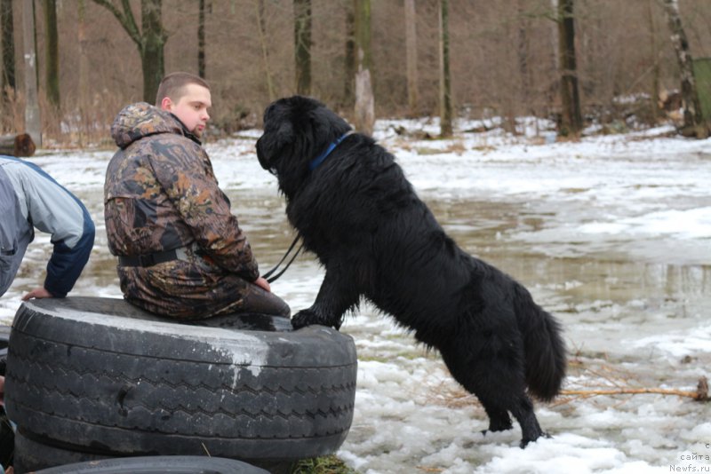 Фото: ньюфаундленд Vom Waterfall Land Backham (Вом Ватерфулл Лэнд Бэкхэм)