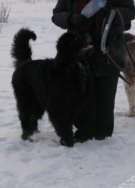 Фото: ньюфаундленд Zhasmine Severny Caprice iz Medvejyego Yara (Жасмин Северный Каприз из Медвежьего Яра)