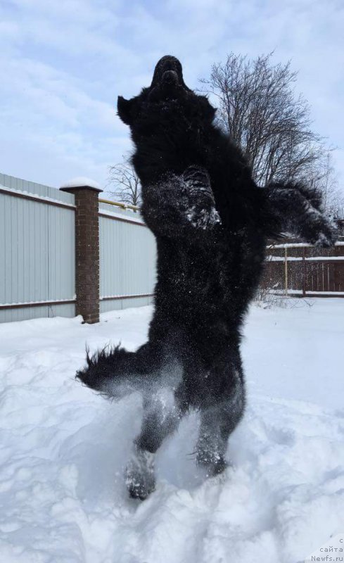 Фото: ньюфаундленд N'yu-Pom-SHir Arktur Svart B'orn (Нью-Пом-Шир Арктур Сварт Бьорн)