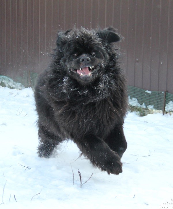 Фото: ньюфаундленд Lunnaya Sonata Dlya Elenyi Grand Byebi (Лунная Соната Для Елены Гранд Бэби)