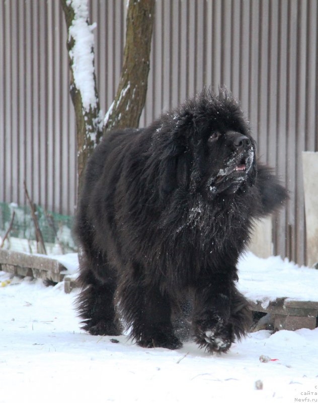 Фото: ньюфаундленд Lunnaya Sonata Dlya Elenyi Grand Byebi (Лунная Соната Для Елены Гранд Бэби)