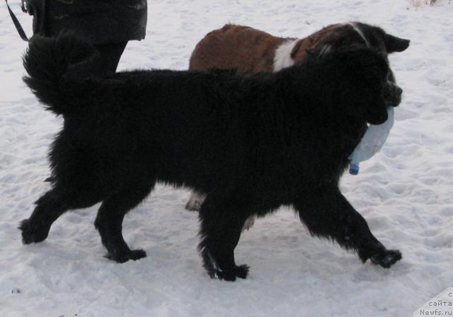 Фото: ньюфаундленд Zhasmine Severny Caprice iz Medvejyego Yara (Жасмин Северный Каприз из Медвежьего Яра)