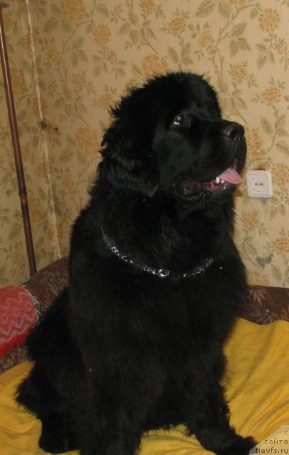 Фото: ньюфаундленд Zhasmine Severny Caprice iz Medvejyego Yara (Жасмин Северный Каприз из Медвежьего Яра)