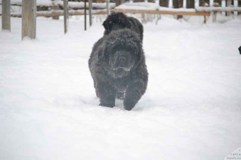 Фото: Дети, ньюфаундленд Aquatoriya Kelvin Sharliz (Акватория Келвин Шарлиз), ньюфаундленд Simbad Pokoritel' Morey (Симбад Покоритель Морей)