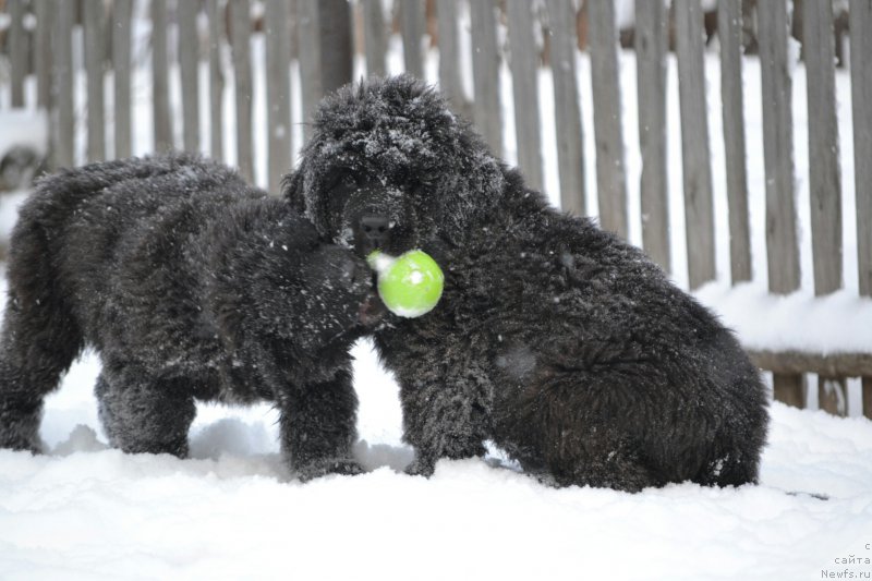 Фото: Дети, ньюфаундленд Aquatoriya Kelvin Sharliz (Акватория Келвин Шарлиз), ньюфаундленд Simbad Pokoritel' Morey (Симбад Покоритель Морей)