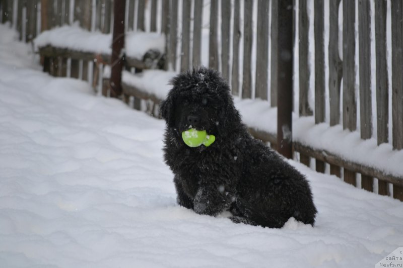 Фото: Дети, ньюфаундленд Aquatoriya Kelvin Sharliz (Акватория Келвин Шарлиз), ньюфаундленд Simbad Pokoritel' Morey (Симбад Покоритель Морей)