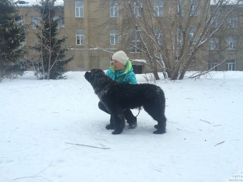 Фото: Maya Petrova (Мая Петрова), ньюфаундленд Belkonder-Klab YA Burbon (Белкондер-Клаб Я Бурбон)