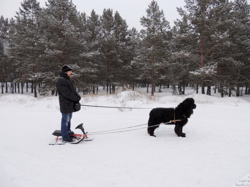 Фото: ньюфаундленд Bi Perfekt Arabella (Би Перфект Арабелла), владелец Дмитрий Шуваев