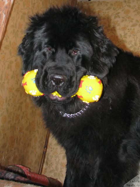 Фото: ньюфаундленд Zhasmine Severny Caprice iz Medvejyego Yara (Жасмин Северный Каприз из Медвежьего Яра)