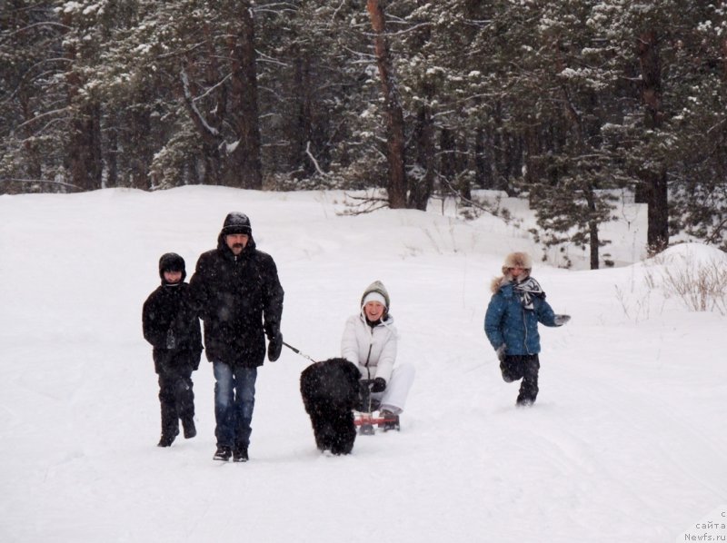 Фото: ньюфаундленд Bi Perfekt Arabella (Би Перфект Арабелла), Irina Pavlova (Ирина Павлова), мой муж и мои сыночки