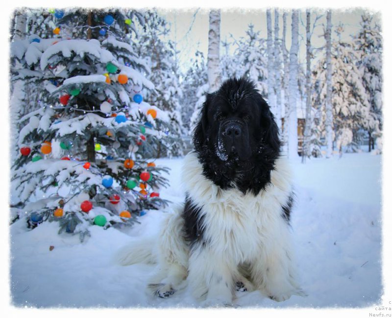 Фото: ньюфаундленд Super Premium Zhodo Ferolli (Супер Премиум Жодо Феролли)