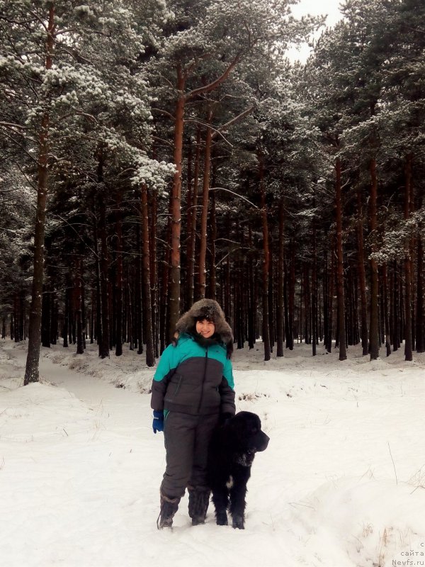 Фото: ньюфаундленд Lankaster (Ланкастер), Elena YAryigina (Елена Ярыгина)