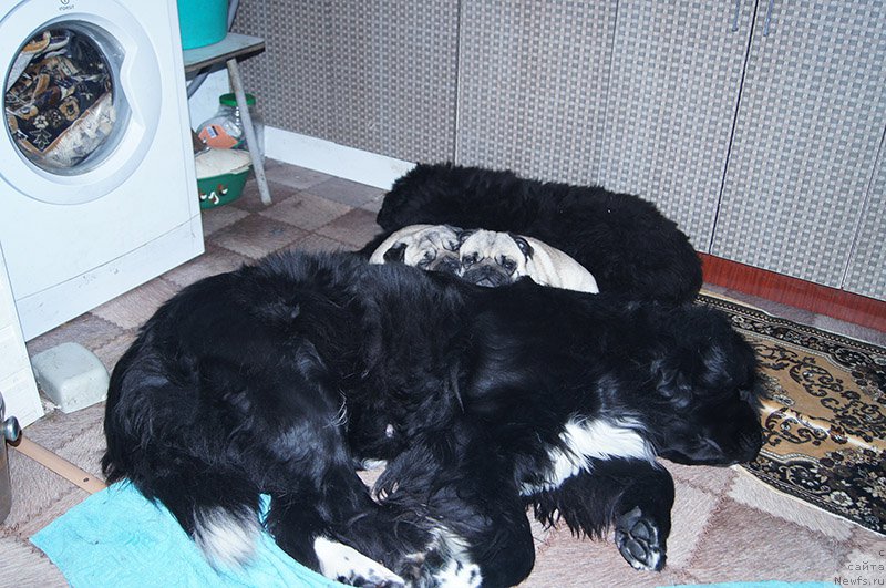 Фото: ньюфаундленд Super Bizon Indiya (Супер Бизон Индия)