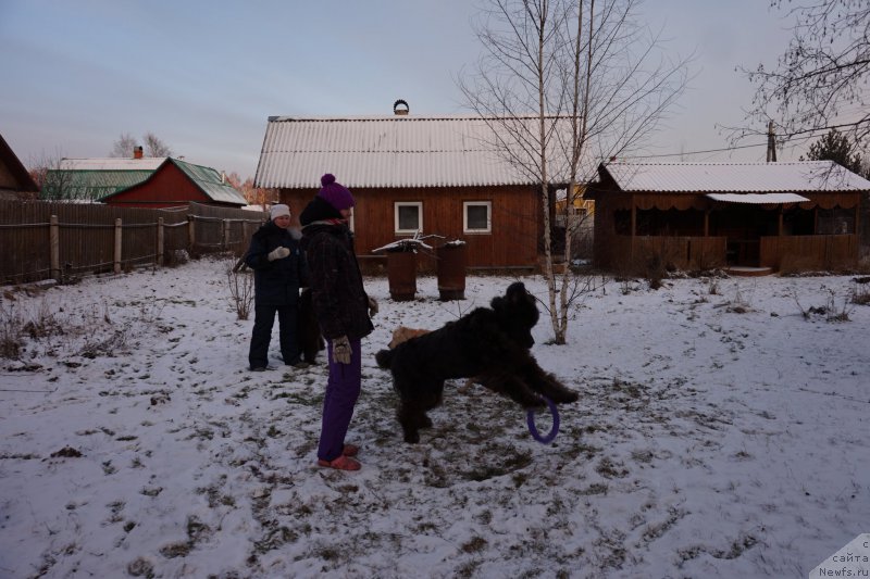 Фото: ньюфаундленд Dyurbahler Klab Al'faretta Vin'etta (Дюрбахлер Клаб Альфаретта Виньетта)