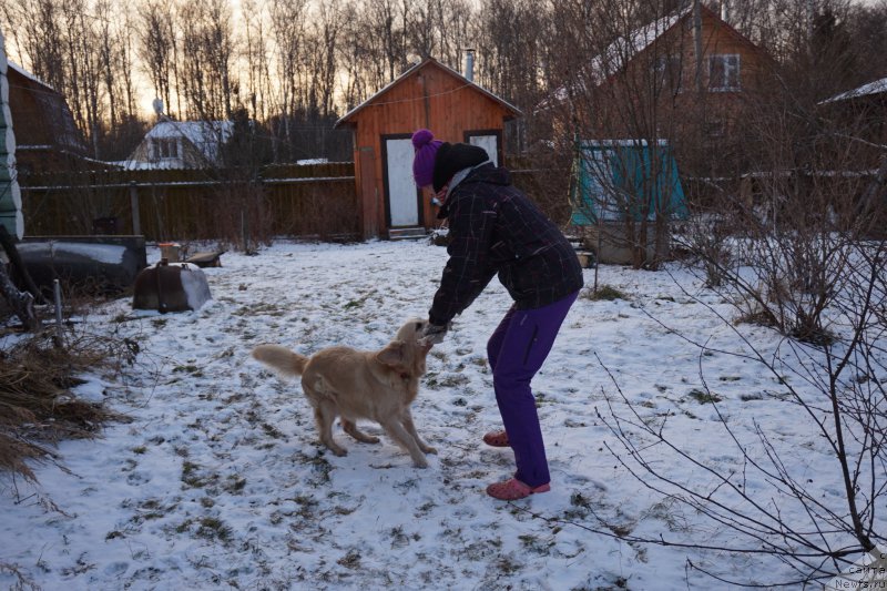 Фото: Лиса