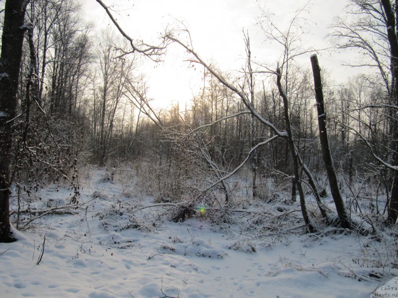 Фотография № 198789