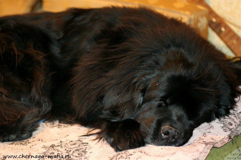 Фото: ньюфаундленд Usatyiy Nyan' Timosha (Усатый Нянь Тимоша)