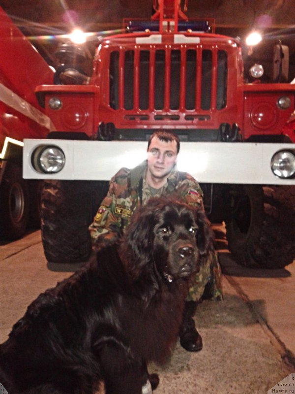 Фото: ньюфаундленд Belkonder-Club Jamaica Blue Mountin (Белкондер-Клаб Ямайка Блю Маунтин)