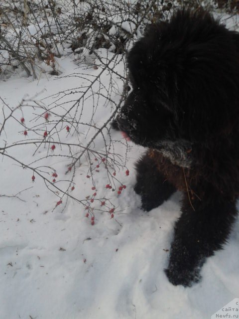 Фотография № 198819