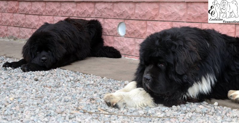 Фото: ньюфаундленд Super Premium Rio de Janeiro (Супер Премиум Рио де Жанейро), ньюфаундленд YEksklyuziv Konnyekshen Veneciya (Эксклюзив Коннэкшен Венеция)