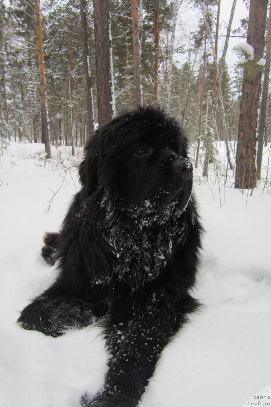 Фото: ньюфаундленд Super Premium Porshe (Супер Премиум Порше)