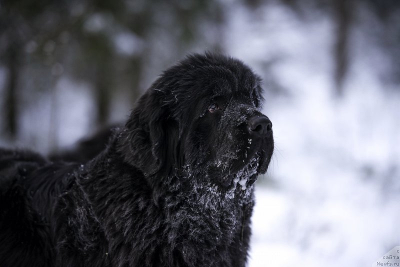 Фотография № 198833