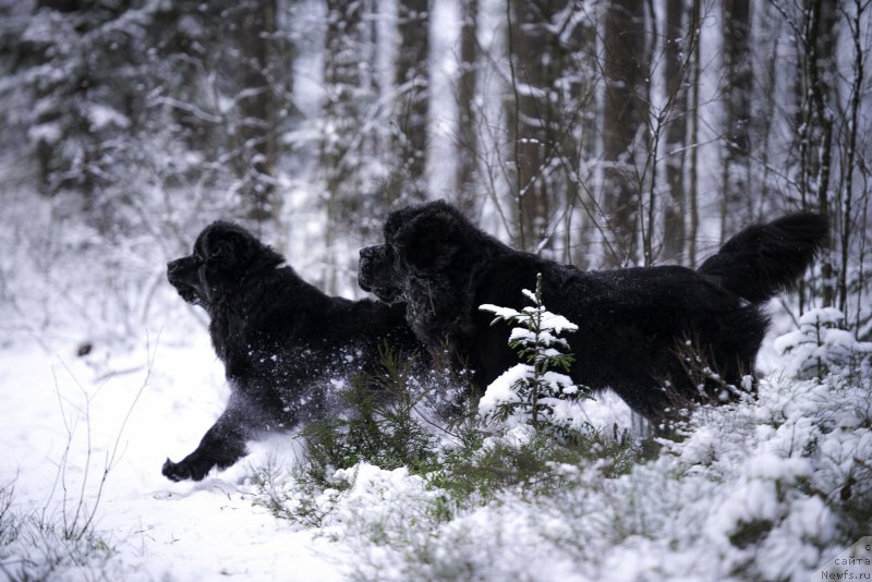 Фото: ньюфаундленд Love Inside Your Soul Moon Bear (Love Inside Your Soul Moon Bear), ньюфаундленд Smigar Liverpulsiy Chetvertak (Смигар Ливерпульский Четвертак)