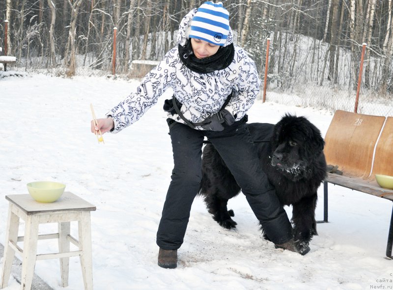 Фото: ньюфаундленд Beguschaya po Volnam Ring of Fire (Бегущая по Волнам Ринг оф Фире), Olesya Arhipova (Олеся Архипова)