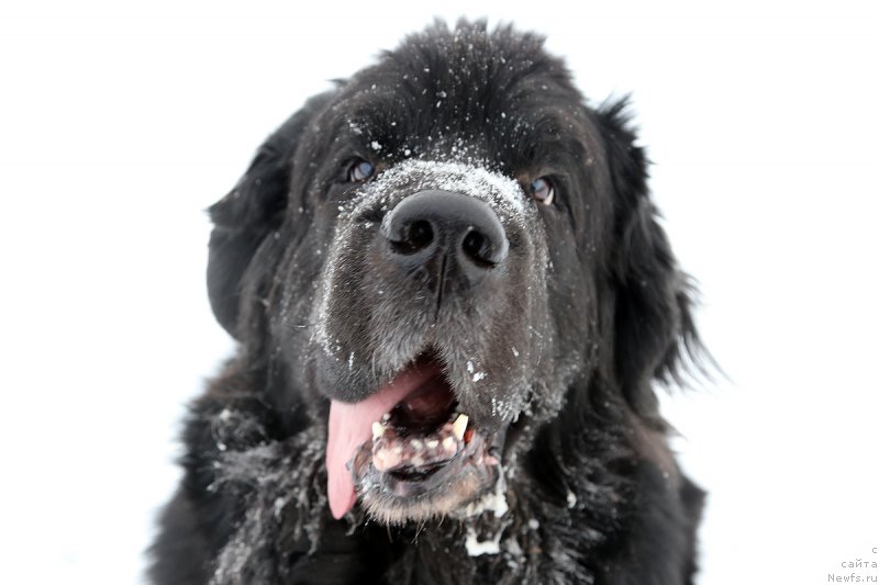 Фото: Гастон де Фуа