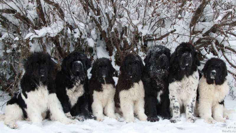 Фотография № 198863