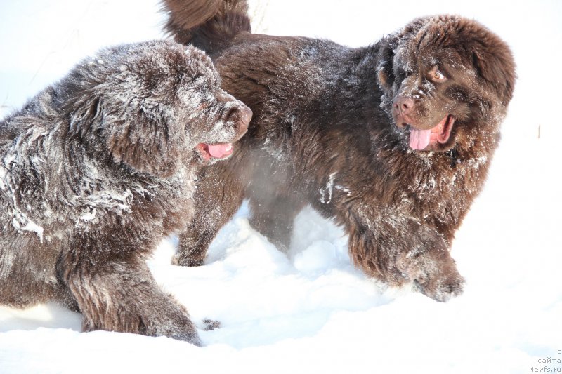 Фото: ньюфаундленд Obush SHed YAntarnyiy Poceluy (Обуш Шед Янтарный Поцелуй), ньюфаундленд N'yufort Vashe Velichestvo Brabus (Ньюфорт Ваше Величество Брабус)