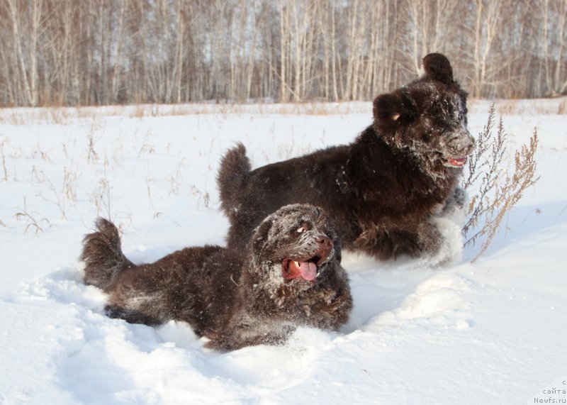 Фото: ньюфаундленд Obush SHed YAntarnyiy Poceluy (Обуш Шед Янтарный Поцелуй), ньюфаундленд N'yufort Vashe Velichestvo Brabus (Ньюфорт Ваше Величество Брабус)
