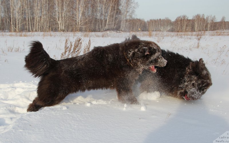 Фото: ньюфаундленд Obush SHed YAntarnyiy Poceluy (Обуш Шед Янтарный Поцелуй), ньюфаундленд N'yufort Vashe Velichestvo Brabus (Ньюфорт Ваше Величество Брабус)
