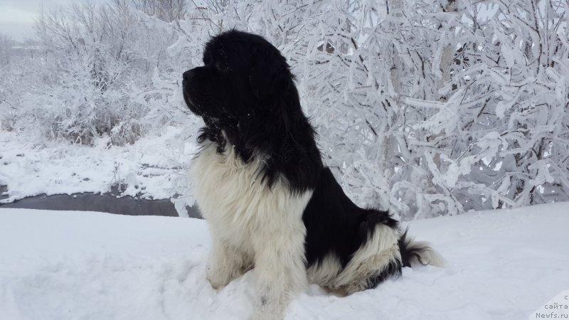 Фото: ньюфаундленд Akvian Song Kroun Royal (Аквиан Сонг Кроун Роял)