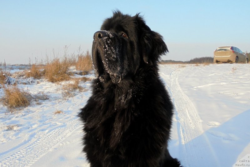 Фото: ньюфаундленд Chernaya Mafia Short and Sweet (Черная Мафия Шорт анд Свеет)