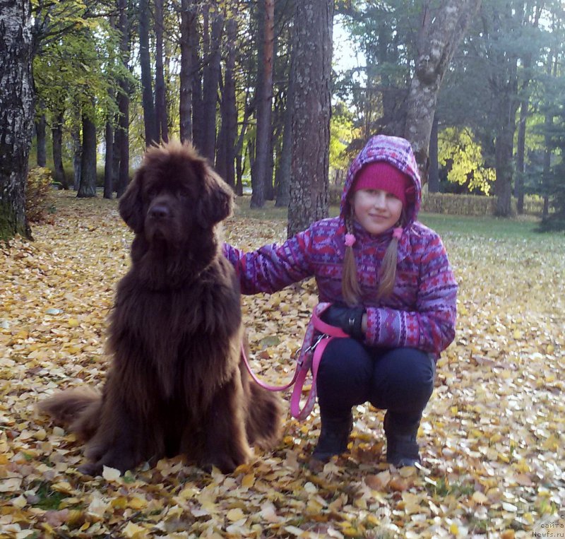Фото: ньюфаундленд Newettas Vanessa