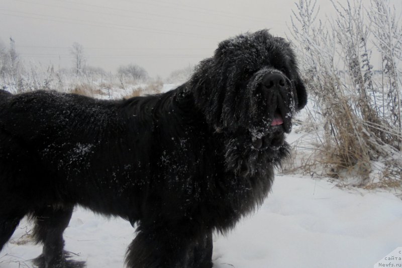 Фото: ньюфаундленд Chernaya Mafia Short and Sweet (Черная Мафия Шорт анд Свеет)