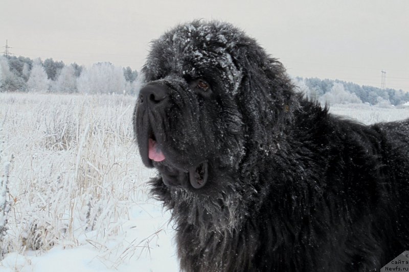 Фото: ньюфаундленд Chernaya Mafia Short and Sweet (Черная Мафия Шорт анд Свеет)