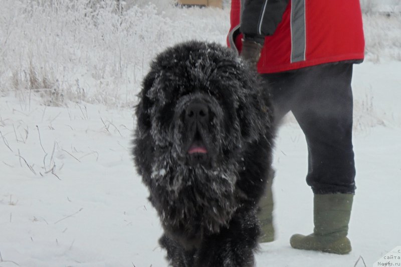 Фото: ньюфаундленд Chernaya Mafia Short and Sweet (Черная Мафия Шорт анд Свеет)