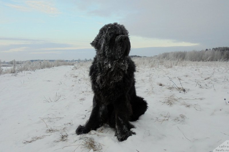 Фото: ньюфаундленд Chernaya Mafia Short and Sweet (Черная Мафия Шорт анд Свеет)