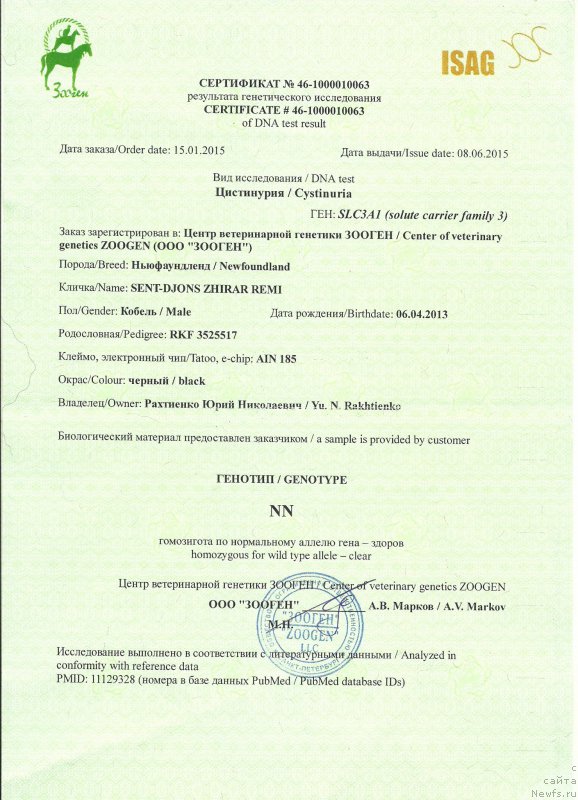 Фото: ньюфаундленд Sent Djons Zhirar Remi (Сент Джонс Жирар Реми)