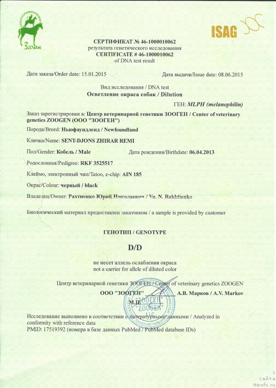 Фото: ньюфаундленд Sent Djons Zhirar Remi (Сент Джонс Жирар Реми)