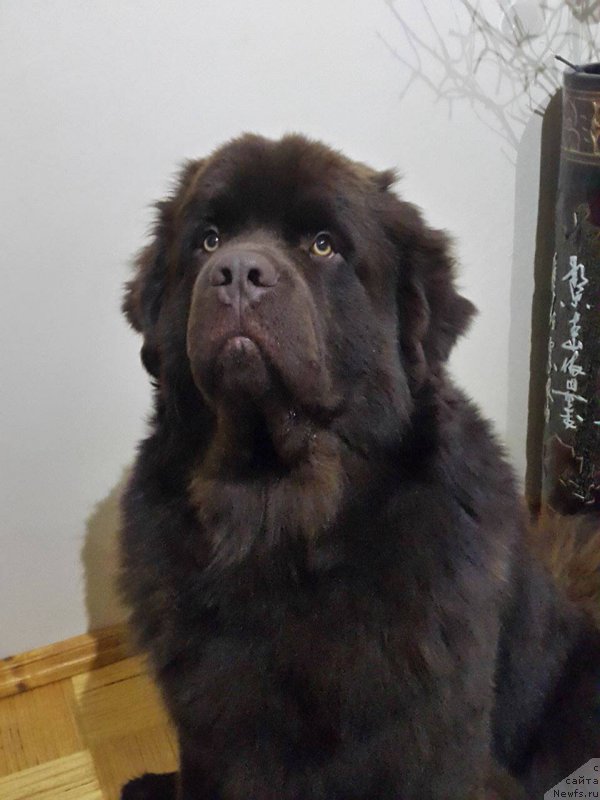 Фото: ньюфаундленд Brownblood MSK Hayes Hago (Браунблад МСК Хаиес Хаго)
