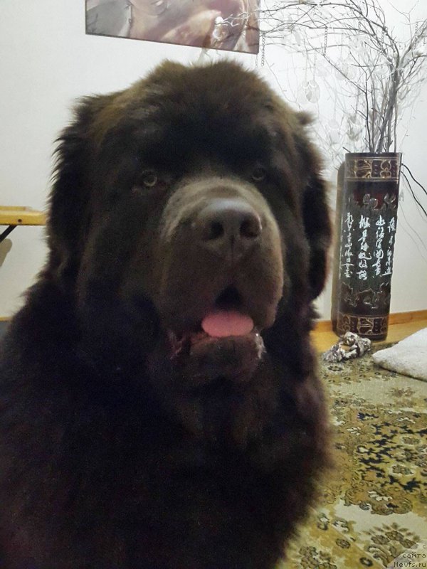 Фото: ньюфаундленд Brownblood MSK Hayes Hago (Браунблад МСК Хаиес Хаго)