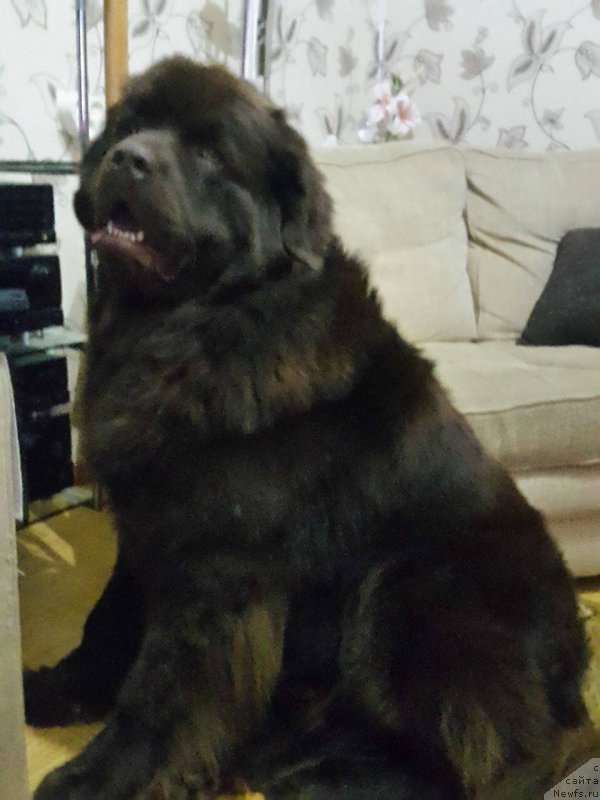 Фото: ньюфаундленд Brownblood MSK Hayes Hago (Браунблад МСК Хаиес Хаго)