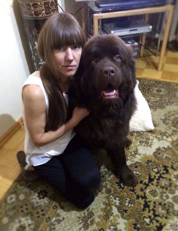 Фото: ньюфаундленд Brownblood MSK Hayes Hago (Браунблад МСК Хаиес Хаго)