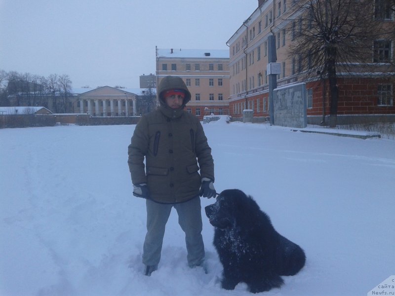 Фото: Vladimir Hachatryan (Владимир Хачатрян), ньюфаундленд Brownblood MSK Helfi Best Armani (Браунблад МСК Хелфи Бэст Армани)